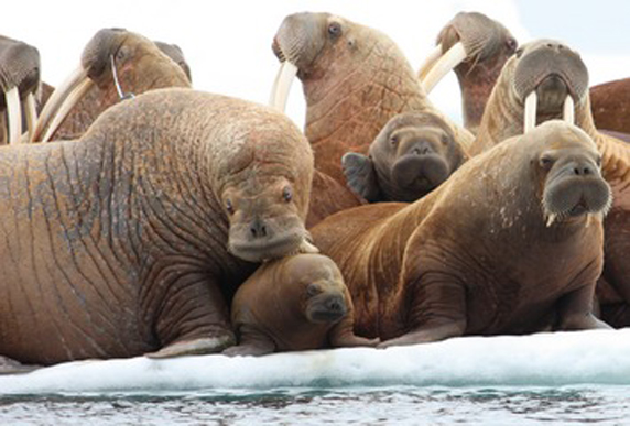 A colony of Pacific walrus. Like many Arctic mammals, climate change and melting sea ice are contributing to the decline of their population. (Photo: AP)