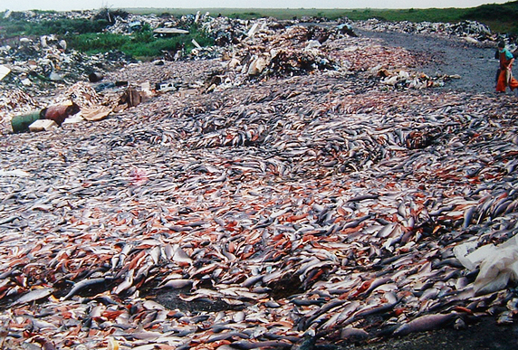 Tens of thousands of salmon are killed and stripped of their roe for caviar every year. (Photo: Pacific Environment) 