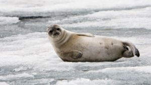 A heavy fuel oil spill in the Arctic threatens many of the world’s largest seabird colonies and populations of whales, seals and walrus.