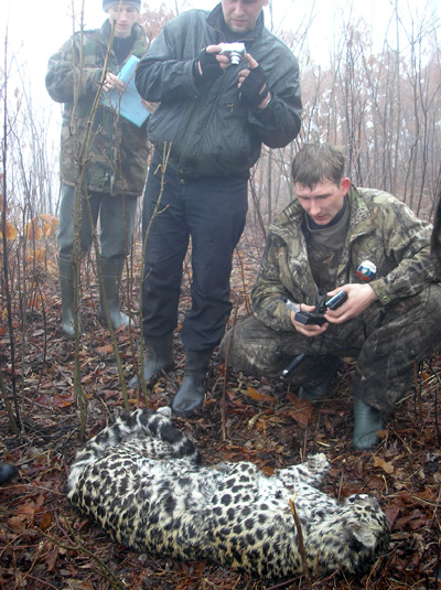 Stoma and rangers documenting a poached leopard (Photo: Pacific Environment)