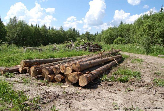 Cut down ancient trees in the Zalesovsky preserve. (Photo: L. Kerley)