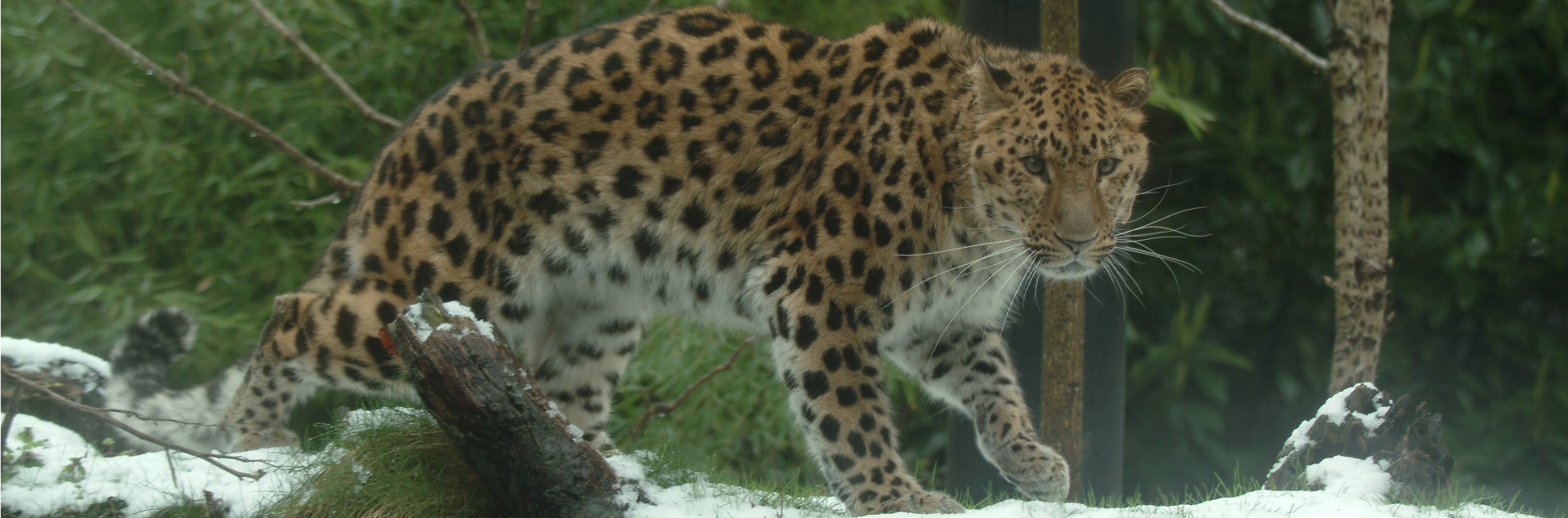 amur-leopard-1920x635