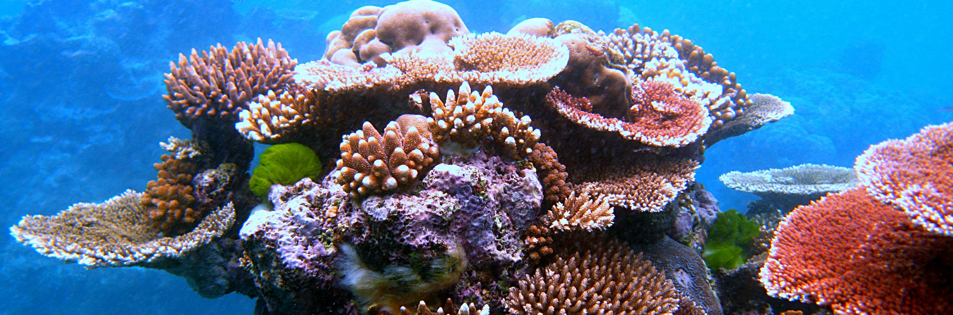 Coral outcrop on Flynn Reef