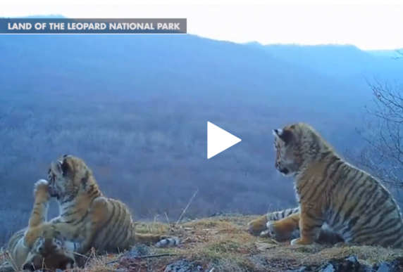 Size comparison of a Siberian tiger and brown bear after scenting the same  tree in Anyuisky National Park, Russia : r/interestingasfuck