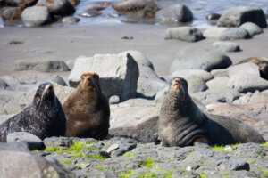 Three fur seals on the rocky shore of St Paul Island. Credit: Lisa Hupp/USFWS