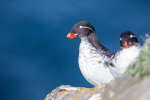 Two parakeet auklets at the edge of a cliff, St. Paul Island, Alaska Maritime National Wildlife Refuge. Credit: Lisa Hupp/USFWS