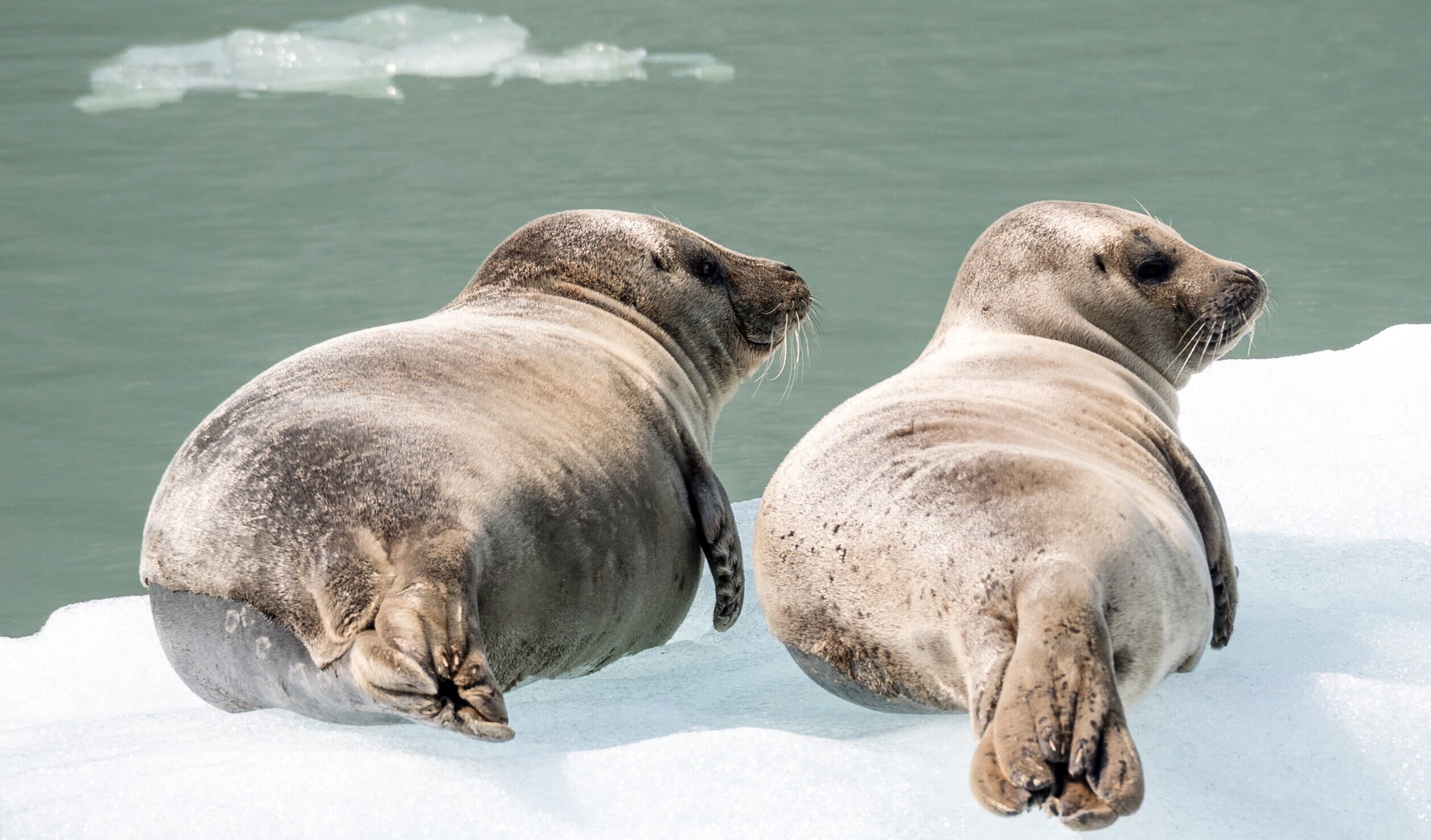 federicoartusiHBCsDM66UcwunsplashSEals on ice