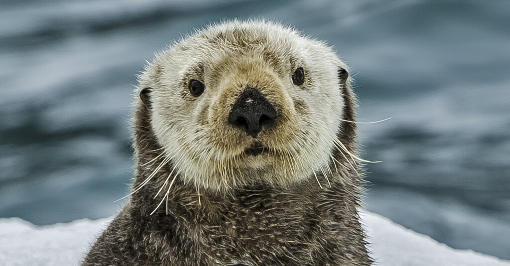 Sea Otter on Ice, Enhydra lutris, Prince William Sound, Alaska, in