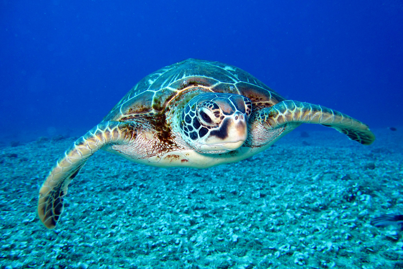 sea turtle under water