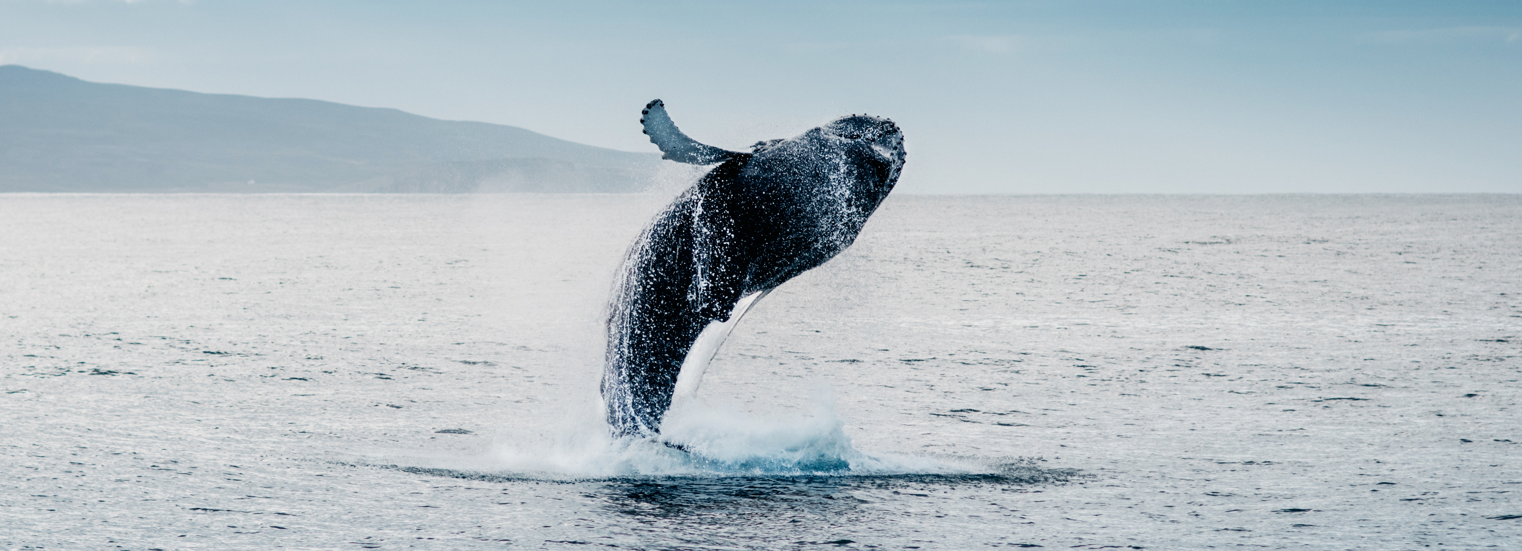 whale jumping out of water
