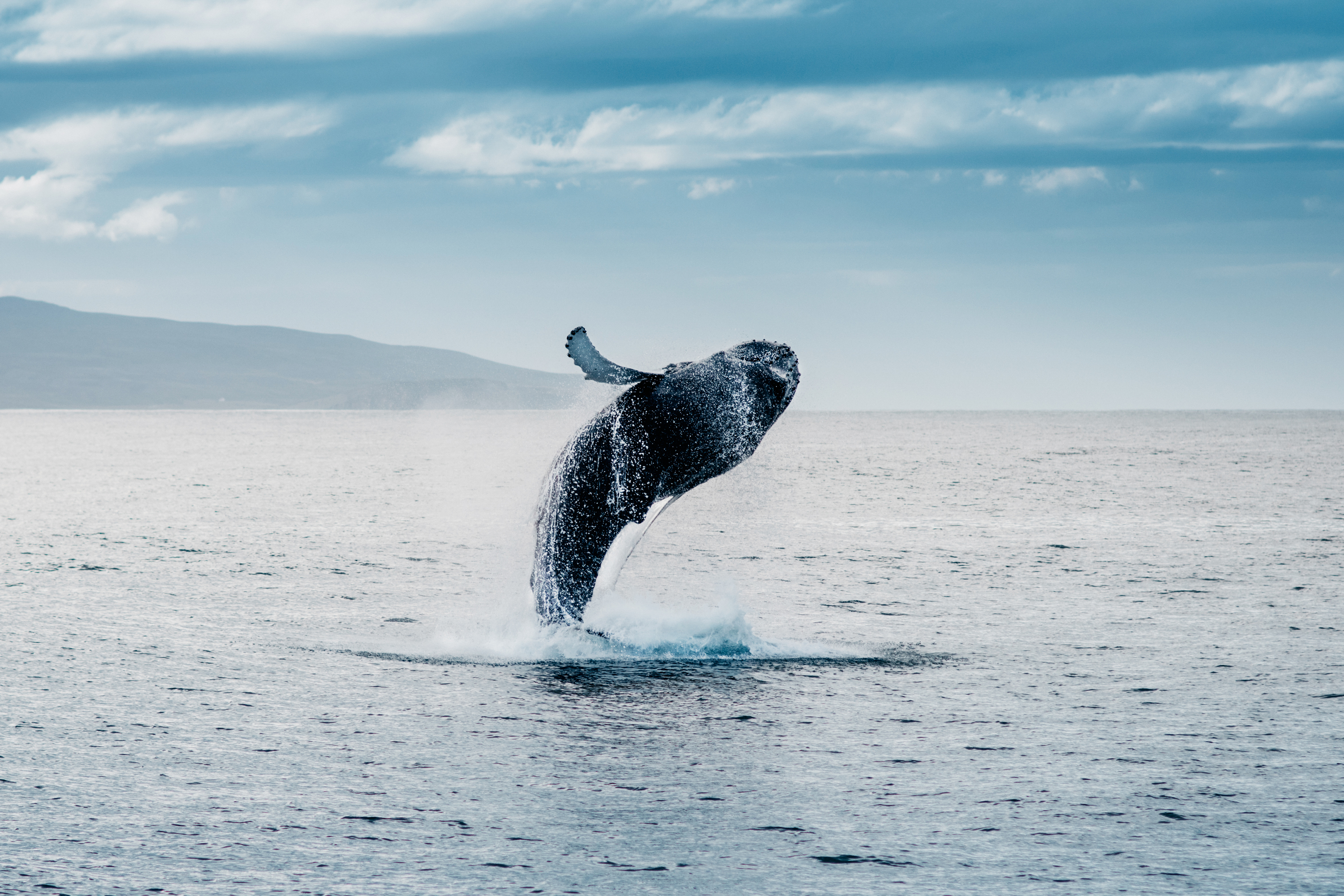 whale jumping out of water