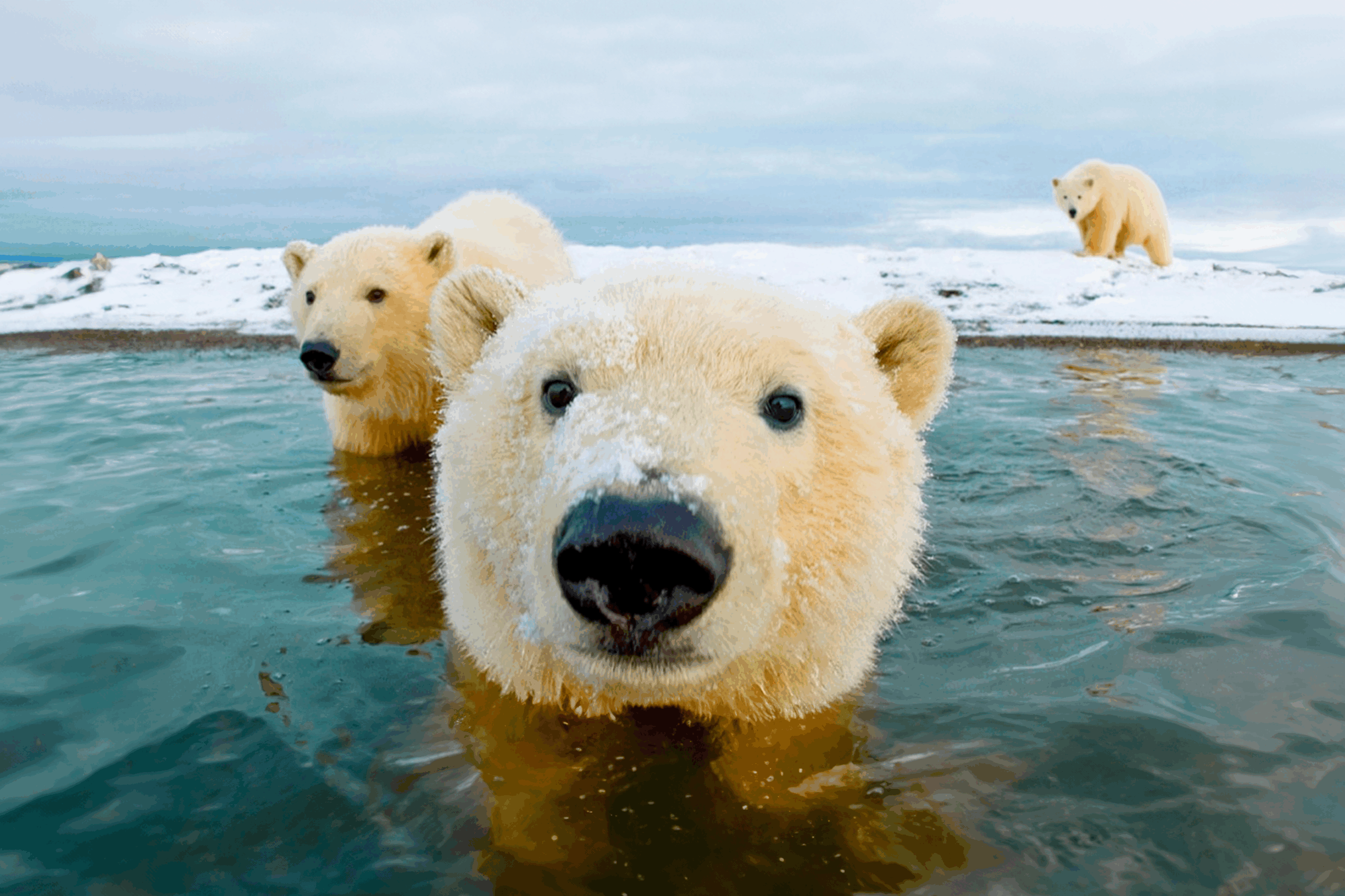 polar bears getting into body of water