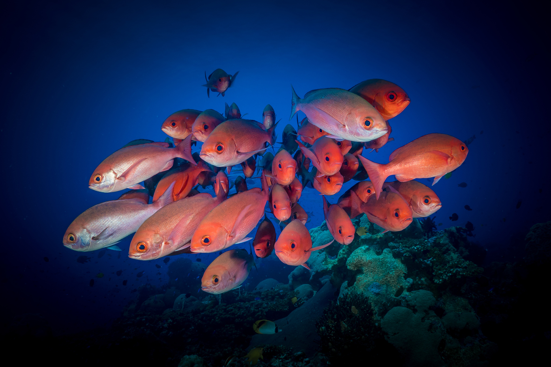 School of snapper fish swimming